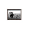 Picture of The Lion King _GroupedProduct_Rectangle_Landscape_Photography _GroupedProduct_Rectangle_Landscape_Canvas_Framed_