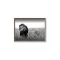 Picture of The Lion King _GroupedProduct_Rectangle_Landscape_Photography _GroupedProduct_Rectangle_Landscape_Canvas_Framed_