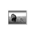 Picture of The Lion King _GroupedProduct_Rectangle_Landscape_Photography _GroupedProduct_Rectangle_Landscape_Canvas_Framed_