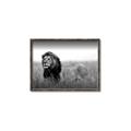 Picture of The Lion King _GroupedProduct_Rectangle_Landscape_Photography _GroupedProduct_Rectangle_Landscape_Canvas_Framed_