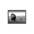 Picture of The Lion King _GroupedProduct_Rectangle_Landscape_Photography _GroupedProduct_Rectangle_Landscape_Canvas_Framed_