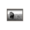 Picture of The Lion King _GroupedProduct_Rectangle_Landscape_Photography _GroupedProduct_Rectangle_Landscape_Canvas_Framed_