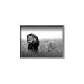 Picture of The Lion King _GroupedProduct_Rectangle_Landscape_Photography _GroupedProduct_Rectangle_Landscape_Canvas_Framed_