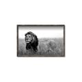 Picture of The Lion King _GroupedProduct_Rectangle_Landscape_Photography _GroupedProduct_Rectangle_Landscape_Canvas_Framed_