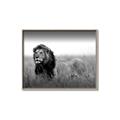 Picture of The Lion King _GroupedProduct_Rectangle_Landscape_Photography _GroupedProduct_Rectangle_Landscape_Canvas_Framed_