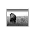 Picture of The Lion King _GroupedProduct_Rectangle_Landscape_Photography _GroupedProduct_Rectangle_Landscape_Canvas_Framed_