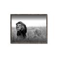 Picture of The Lion King _GroupedProduct_Rectangle_Landscape_Photography _GroupedProduct_Rectangle_Landscape_Canvas_Framed_