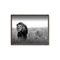 Picture of The Lion King _GroupedProduct_Rectangle_Landscape_Photography _GroupedProduct_Rectangle_Landscape_Canvas_Framed_