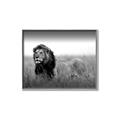 Picture of The Lion King _GroupedProduct_Rectangle_Landscape_Photography _GroupedProduct_Rectangle_Landscape_Canvas_Framed_