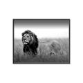 Picture of The Lion King _GroupedProduct_Rectangle_Landscape_Photography _GroupedProduct_Rectangle_Landscape_Canvas_Framed_