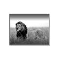 Picture of The Lion King _GroupedProduct_Rectangle_Landscape_Photography _GroupedProduct_Rectangle_Landscape_Canvas_Framed_