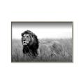 Picture of The Lion King _GroupedProduct_Rectangle_Landscape_Photography _GroupedProduct_Rectangle_Landscape_Canvas_Framed_