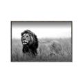 Picture of The Lion King _GroupedProduct_Rectangle_Landscape_Photography _GroupedProduct_Rectangle_Landscape_Canvas_Framed_