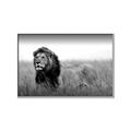 Picture of The Lion King _GroupedProduct_Rectangle_Landscape_Photography _GroupedProduct_Rectangle_Landscape_Canvas_Framed_