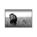 Picture of The Lion King _GroupedProduct_Rectangle_Landscape_Photography _GroupedProduct_Rectangle_Landscape_Canvas_Framed_
