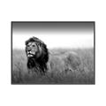 Picture of The Lion King _GroupedProduct_Rectangle_Landscape_Photography _GroupedProduct_Rectangle_Landscape_Canvas_Framed_