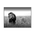 Picture of The Lion King _GroupedProduct_Rectangle_Landscape_Photography _GroupedProduct_Rectangle_Landscape_Canvas_Framed_