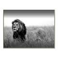 Picture of The Lion King _GroupedProduct_Rectangle_Landscape_Photography _GroupedProduct_Rectangle_Landscape_Canvas_Framed_
