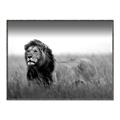 Picture of The Lion King _GroupedProduct_Rectangle_Landscape_Photography _GroupedProduct_Rectangle_Landscape_Canvas_Framed_