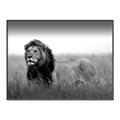 Picture of The Lion King _GroupedProduct_Rectangle_Landscape_Photography _GroupedProduct_Rectangle_Landscape_Canvas_Framed_