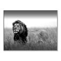 Picture of The Lion King _GroupedProduct_Rectangle_Landscape_Photography _GroupedProduct_Rectangle_Landscape_Canvas_Framed_