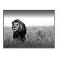 Picture of The Lion King _GroupedProduct_Rectangle_Landscape_Photography _GroupedProduct_Rectangle_Landscape_Canvas_Framed_