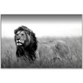 Picture of The Lion King _GroupedProduct_Rectangle_Landscape_Photography _GroupedProduct_Rectangle_Landscape_Canvas_Framed_