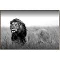 Picture of The Lion King _GroupedProduct_Rectangle_Landscape_Photography _GroupedProduct_Rectangle_Landscape_Canvas_Framed_