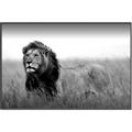 Picture of The Lion King _GroupedProduct_Rectangle_Landscape_Photography _GroupedProduct_Rectangle_Landscape_Canvas_Framed_