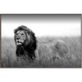 Picture of The Lion King _GroupedProduct_Rectangle_Landscape_Photography _GroupedProduct_Rectangle_Landscape_Canvas_Framed_