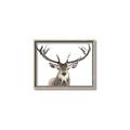 Picture of Deer Antler _GroupedProduct_Rectangle_Landscape_Photography _GroupedProduct_Rectangle_Landscape_Canvas_Framed_