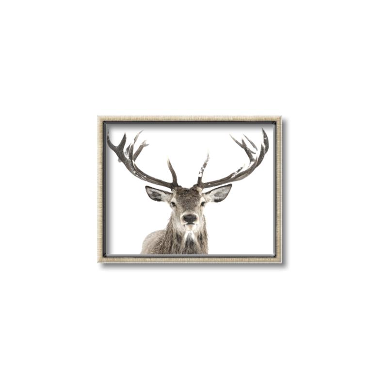 Picture of Deer Antler _GroupedProduct_Rectangle_Landscape_Photography _GroupedProduct_Rectangle_Landscape_Canvas_Framed_