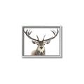 Picture of Deer Antler _GroupedProduct_Rectangle_Landscape_Photography _GroupedProduct_Rectangle_Landscape_Canvas_Framed_