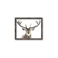 Picture of Deer Antler _GroupedProduct_Rectangle_Landscape_Photography _GroupedProduct_Rectangle_Landscape_Canvas_Framed_