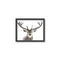Picture of Deer Antler _GroupedProduct_Rectangle_Landscape_Photography _GroupedProduct_Rectangle_Landscape_Canvas_Framed_