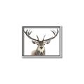 Picture of Deer Antler _GroupedProduct_Rectangle_Landscape_Photography _GroupedProduct_Rectangle_Landscape_Canvas_Framed_