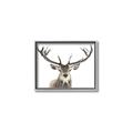 Picture of Deer Antler _GroupedProduct_Rectangle_Landscape_Photography _GroupedProduct_Rectangle_Landscape_Canvas_Framed_
