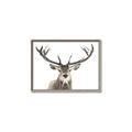 Picture of Deer Antler _GroupedProduct_Rectangle_Landscape_Photography _GroupedProduct_Rectangle_Landscape_Canvas_Framed_