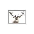 Picture of Deer Antler _GroupedProduct_Rectangle_Landscape_Photography _GroupedProduct_Rectangle_Landscape_Canvas_Framed_