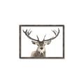 Picture of Deer Antler _GroupedProduct_Rectangle_Landscape_Photography _GroupedProduct_Rectangle_Landscape_Canvas_Framed_