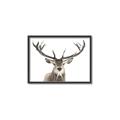 Picture of Deer Antler _GroupedProduct_Rectangle_Landscape_Photography _GroupedProduct_Rectangle_Landscape_Canvas_Framed_