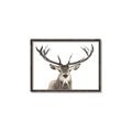 Picture of Deer Antler _GroupedProduct_Rectangle_Landscape_Photography _GroupedProduct_Rectangle_Landscape_Canvas_Framed_
