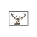Picture of Deer Antler _GroupedProduct_Rectangle_Landscape_Photography _GroupedProduct_Rectangle_Landscape_Canvas_Framed_