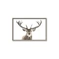 Picture of Deer Antler _GroupedProduct_Rectangle_Landscape_Photography _GroupedProduct_Rectangle_Landscape_Canvas_Framed_
