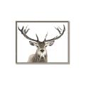 Picture of Deer Antler _GroupedProduct_Rectangle_Landscape_Photography _GroupedProduct_Rectangle_Landscape_Canvas_Framed_