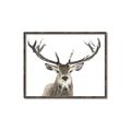 Picture of Deer Antler _GroupedProduct_Rectangle_Landscape_Photography _GroupedProduct_Rectangle_Landscape_Canvas_Framed_
