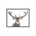 Picture of Deer Antler _GroupedProduct_Rectangle_Landscape_Photography _GroupedProduct_Rectangle_Landscape_Canvas_Framed_