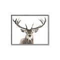 Picture of Deer Antler _GroupedProduct_Rectangle_Landscape_Photography _GroupedProduct_Rectangle_Landscape_Canvas_Framed_