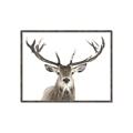 Picture of Deer Antler _GroupedProduct_Rectangle_Landscape_Photography _GroupedProduct_Rectangle_Landscape_Canvas_Framed_