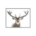 Picture of Deer Antler _GroupedProduct_Rectangle_Landscape_Photography _GroupedProduct_Rectangle_Landscape_Canvas_Framed_